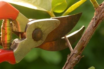 Pruning