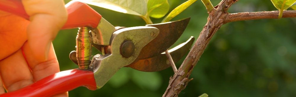 Providing landscaping
services for over 20 years