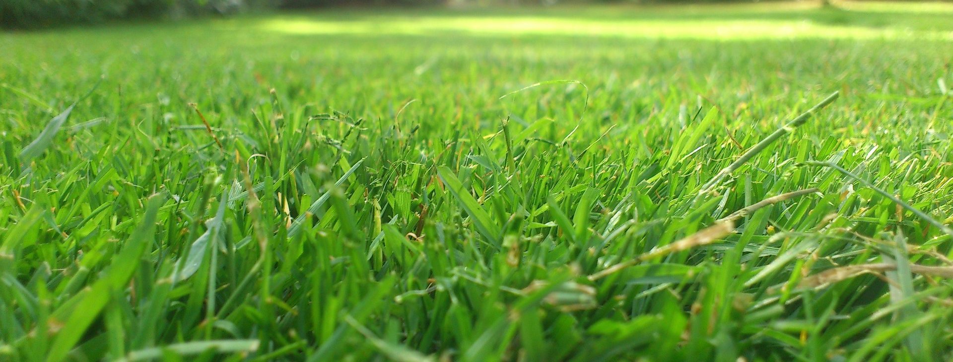 The grass is always greener on
your side of the fence